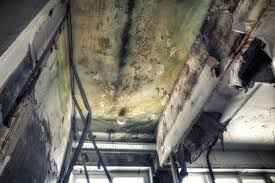 Best Mold Damage Restoration  in Syracuse, NY